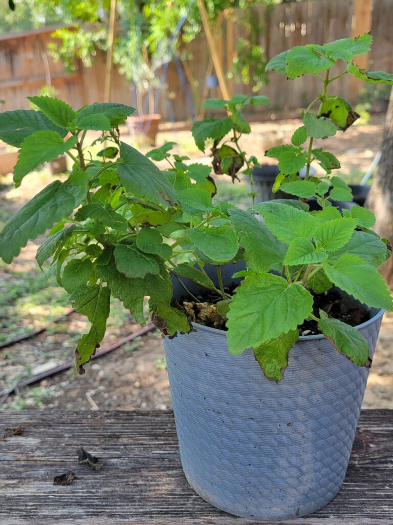 Lemon Balm