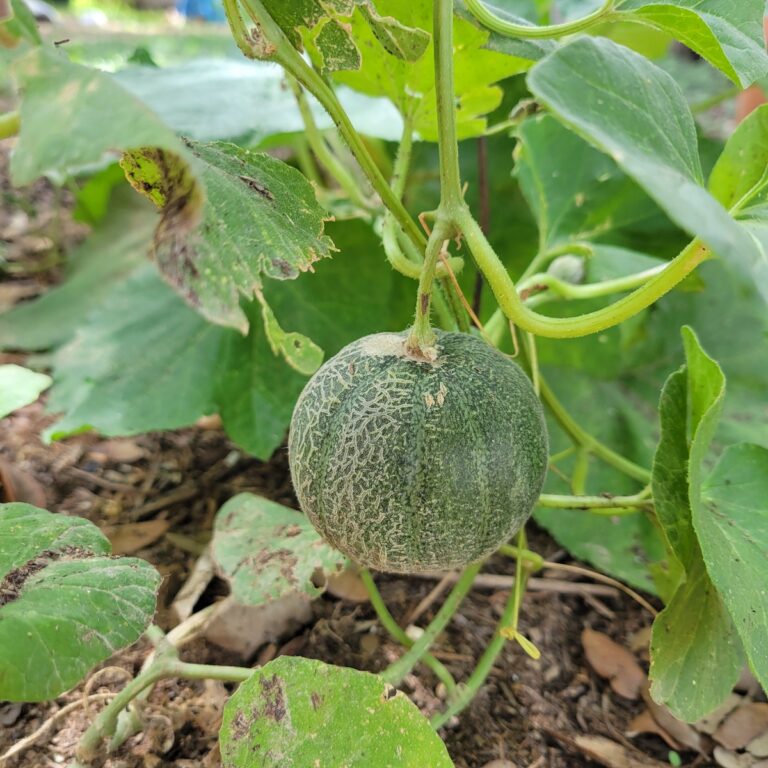 Minnesota Midget Melon / Cantaloupe