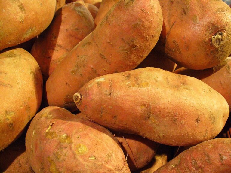 Growing Sweet Potatoes from Slips