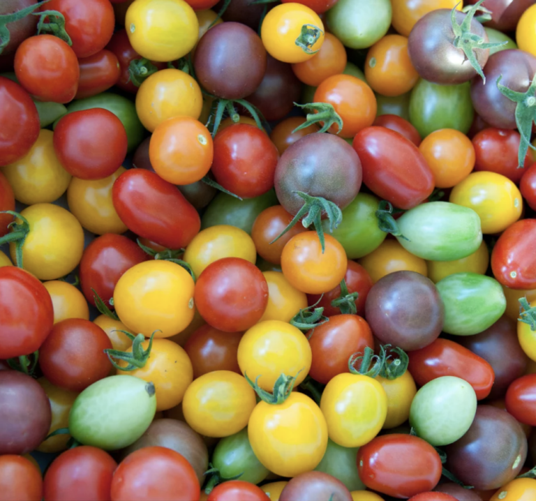 Tomato, Rainbow Cherry