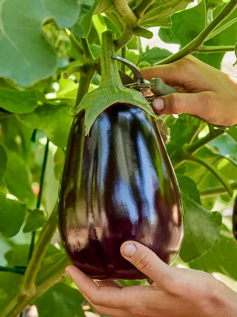 Eggplant, Black Beauty